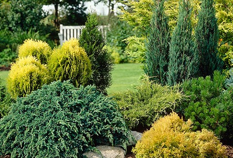 Link to the Gardening Direct website